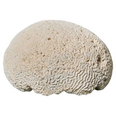 Specimen di corallo cervello naturale di grandi dimensioni