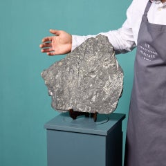 Large Natural Carboniferous Fossilised Fern