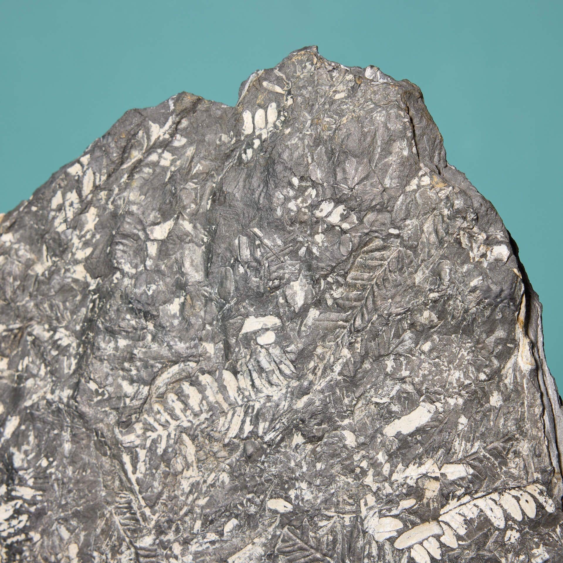 American Large Natural Carboniferous Fossilised Fern For Sale
