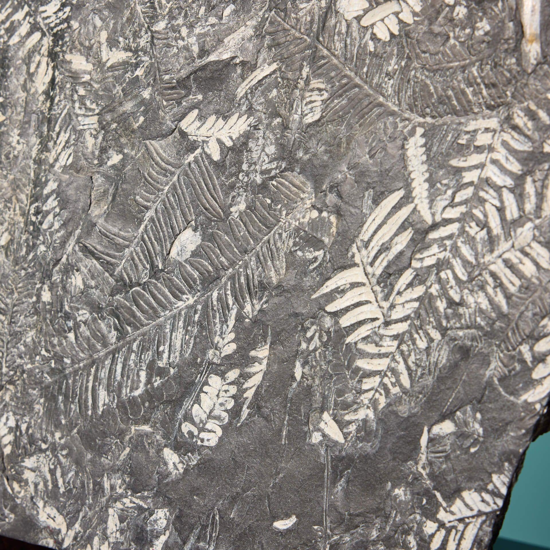 Large Natural Carboniferous Fossilised Fern In Fair Condition For Sale In Wormelow, Herefordshire