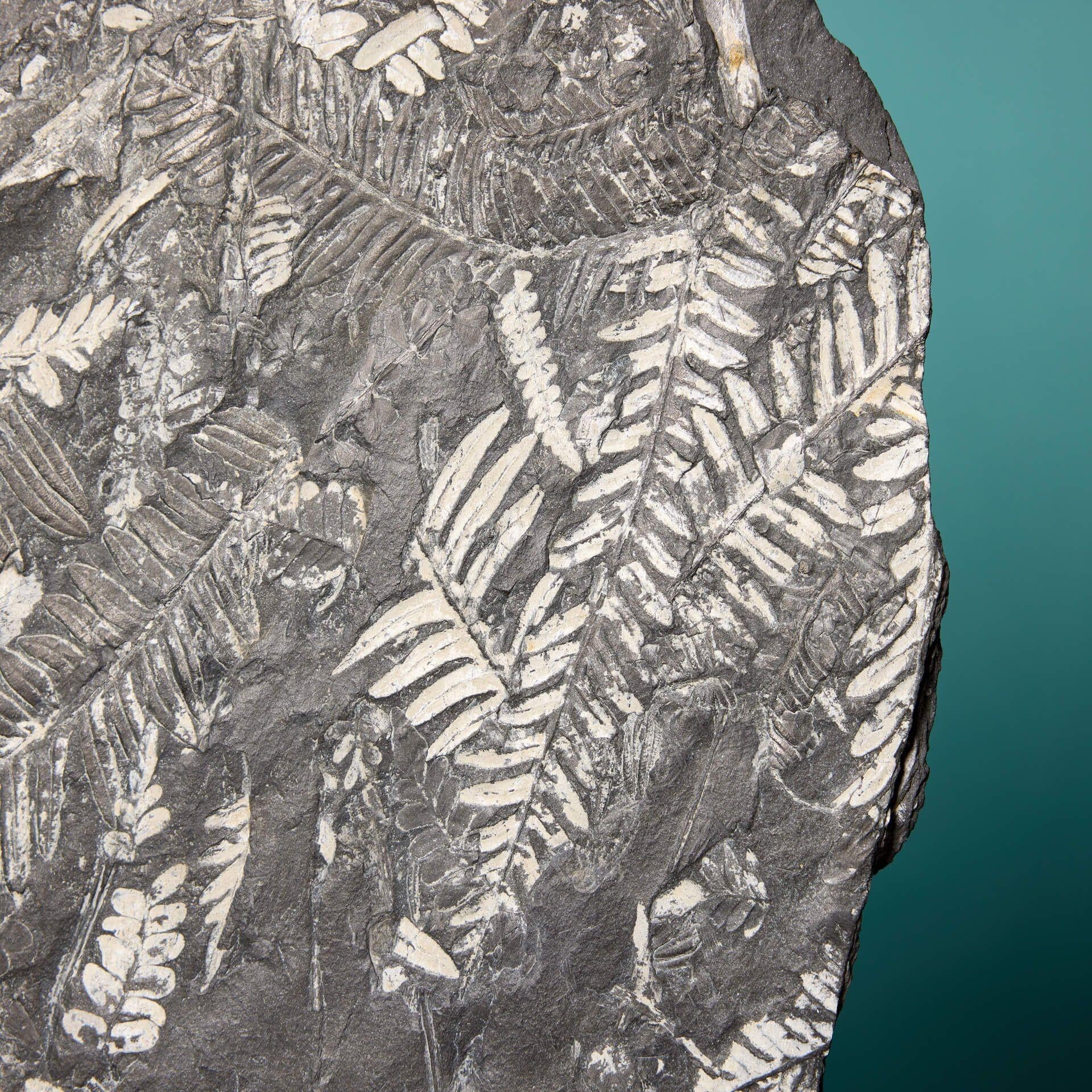 18th Century and Earlier Large Natural Carboniferous Fossilised Fern For Sale