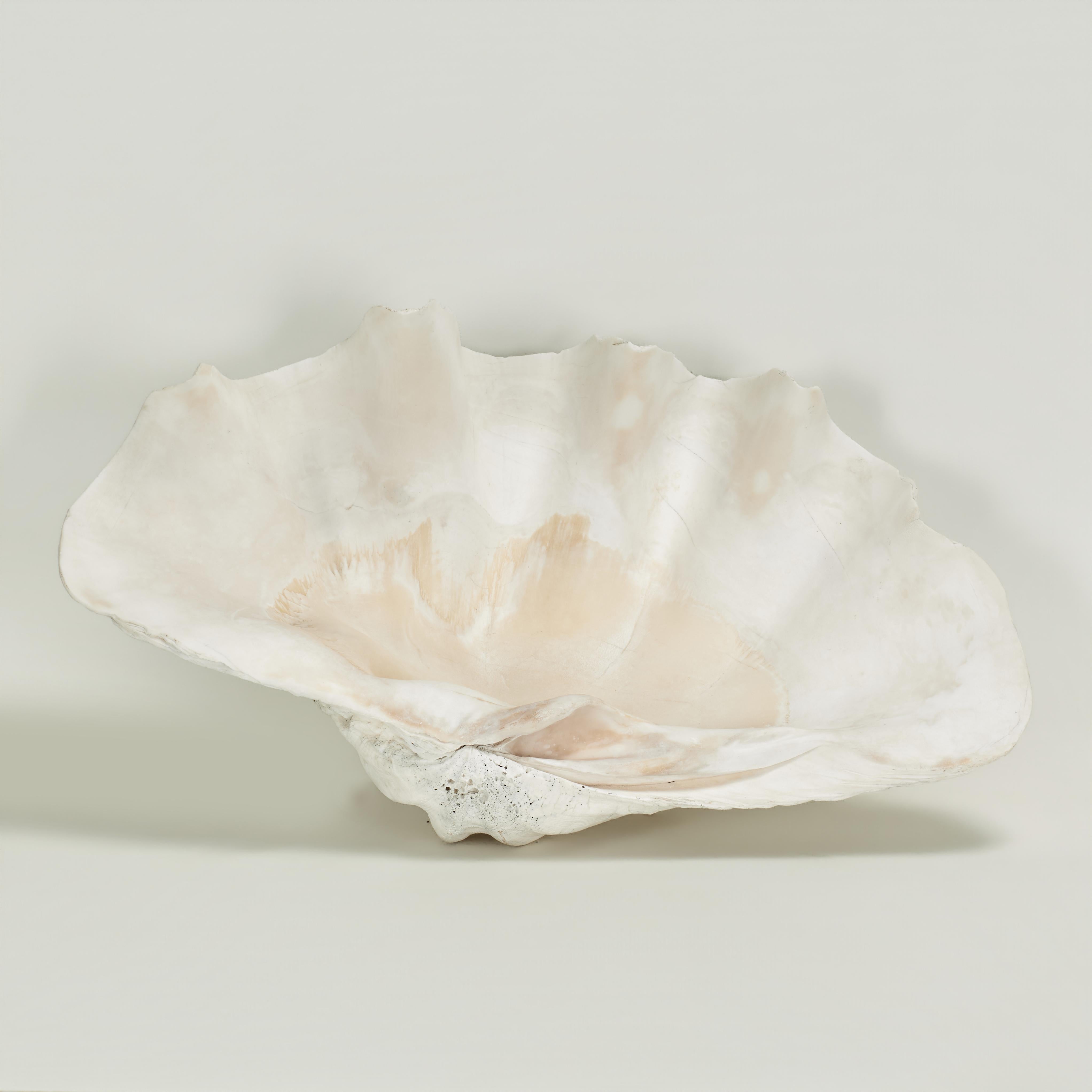 Large Natural Clam Shell For Sale at 1stDibs