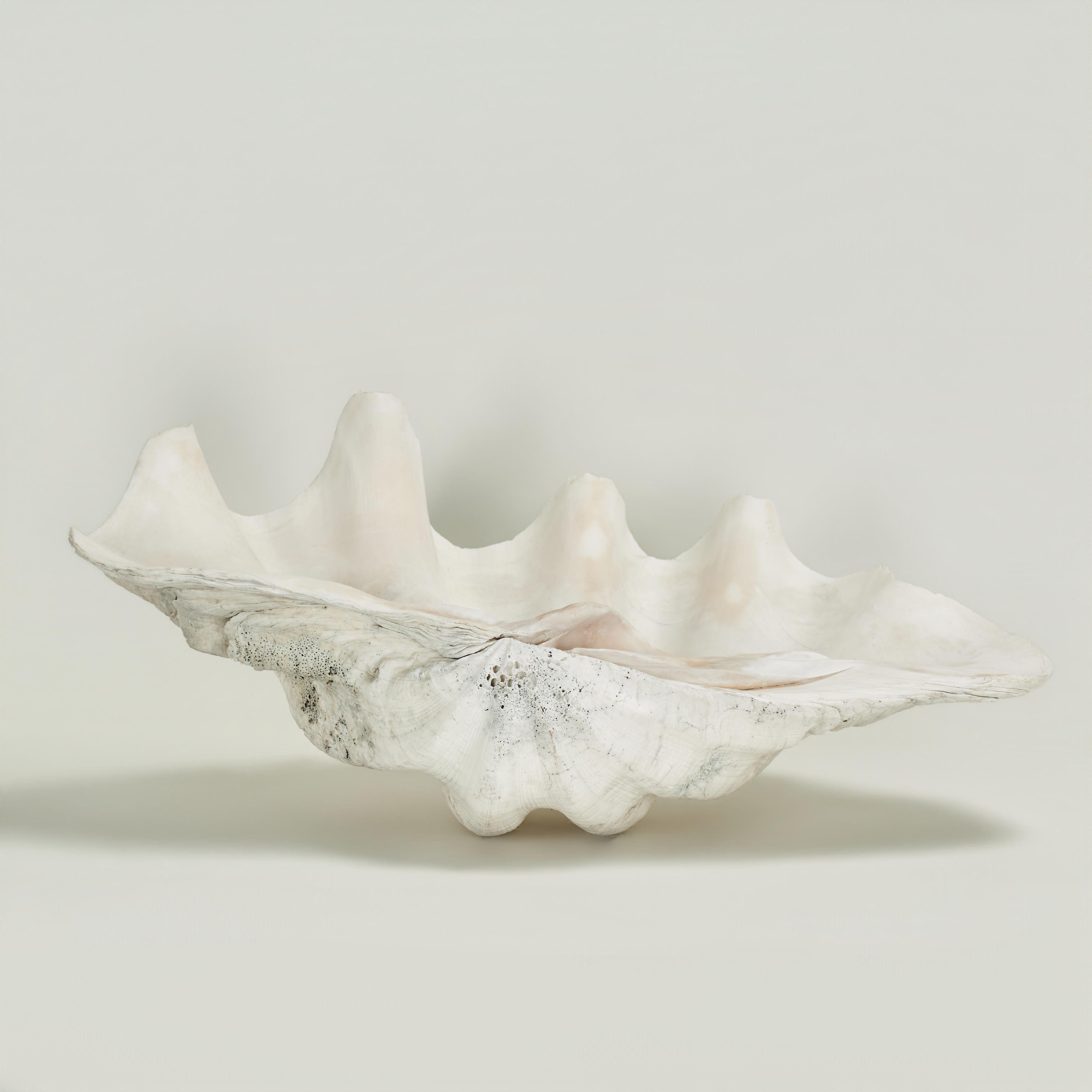 Large Natural Clam Shell For Sale at 1stDibs
