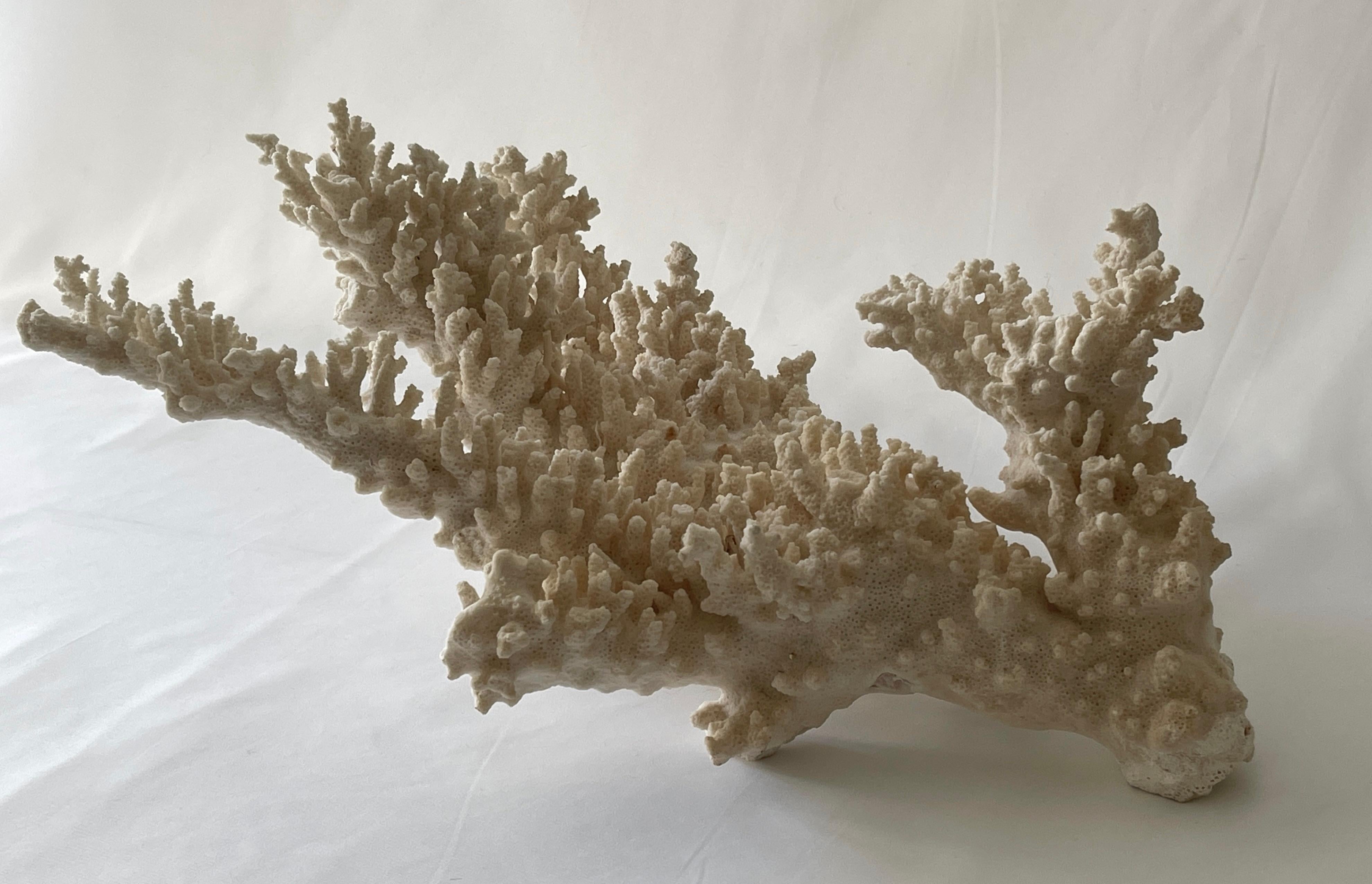 Large natural coral branch is a wonderful natural speciman centrepiece to display in endless interiors. Measures 17