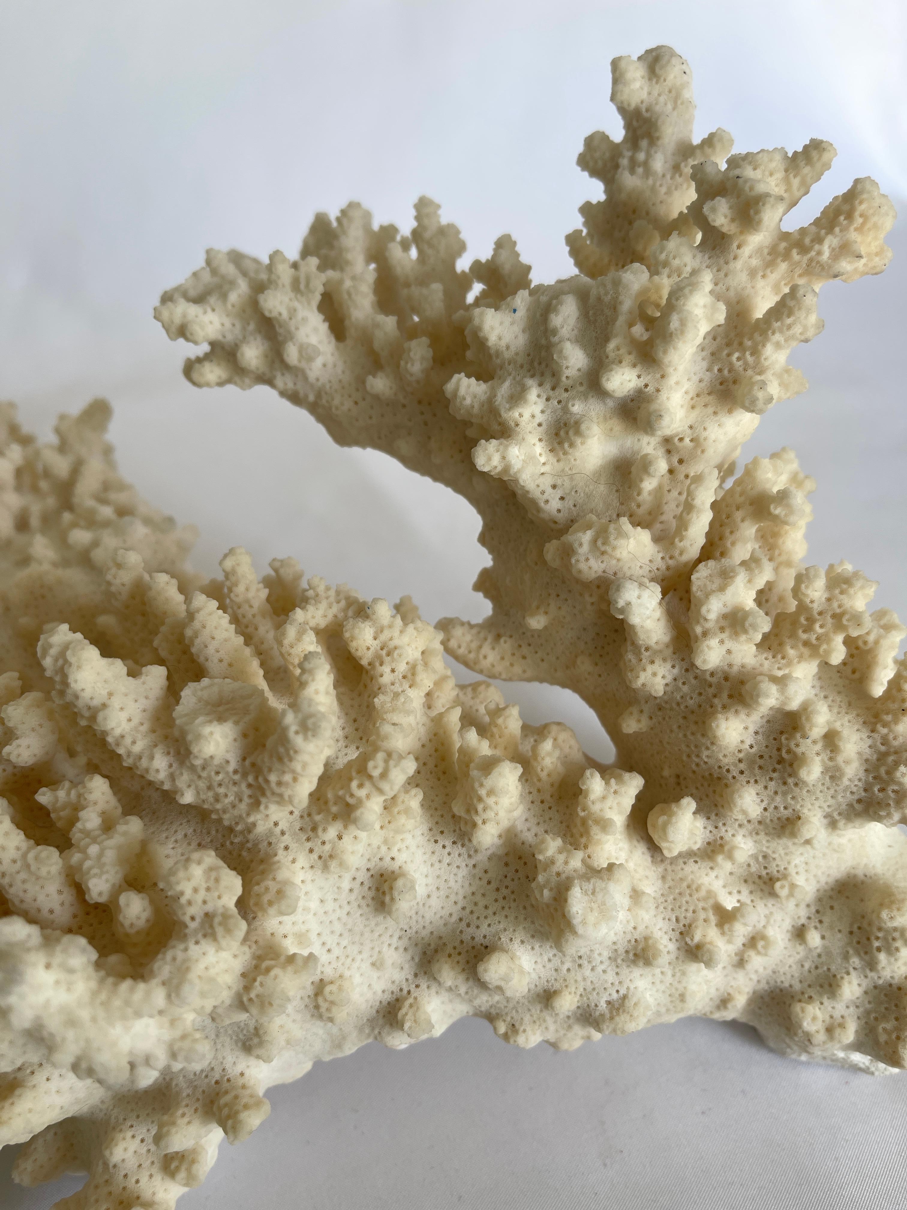 Organic Modern Large Natural Coral Branch Specimen Centrepiece
