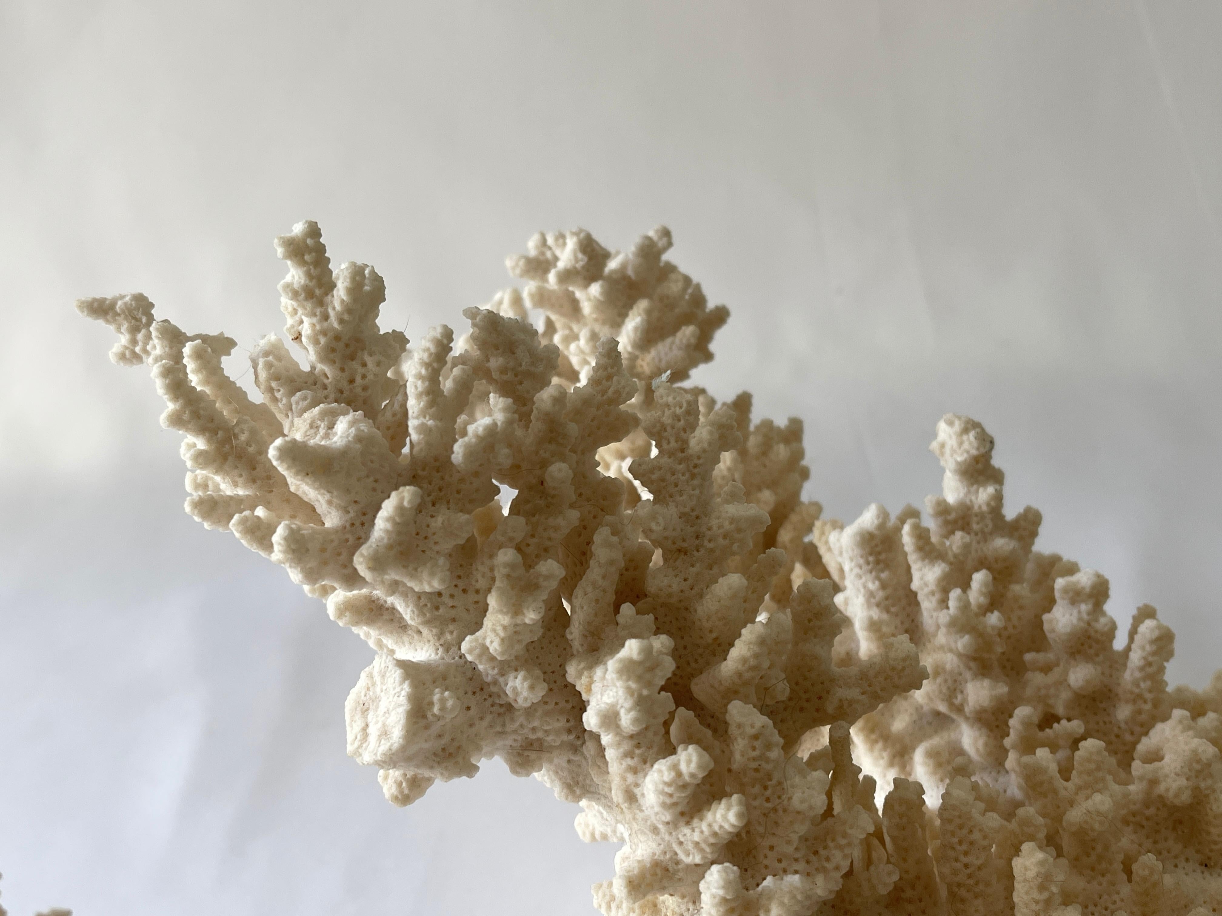 American Large Natural Coral Branch Specimen Centrepiece