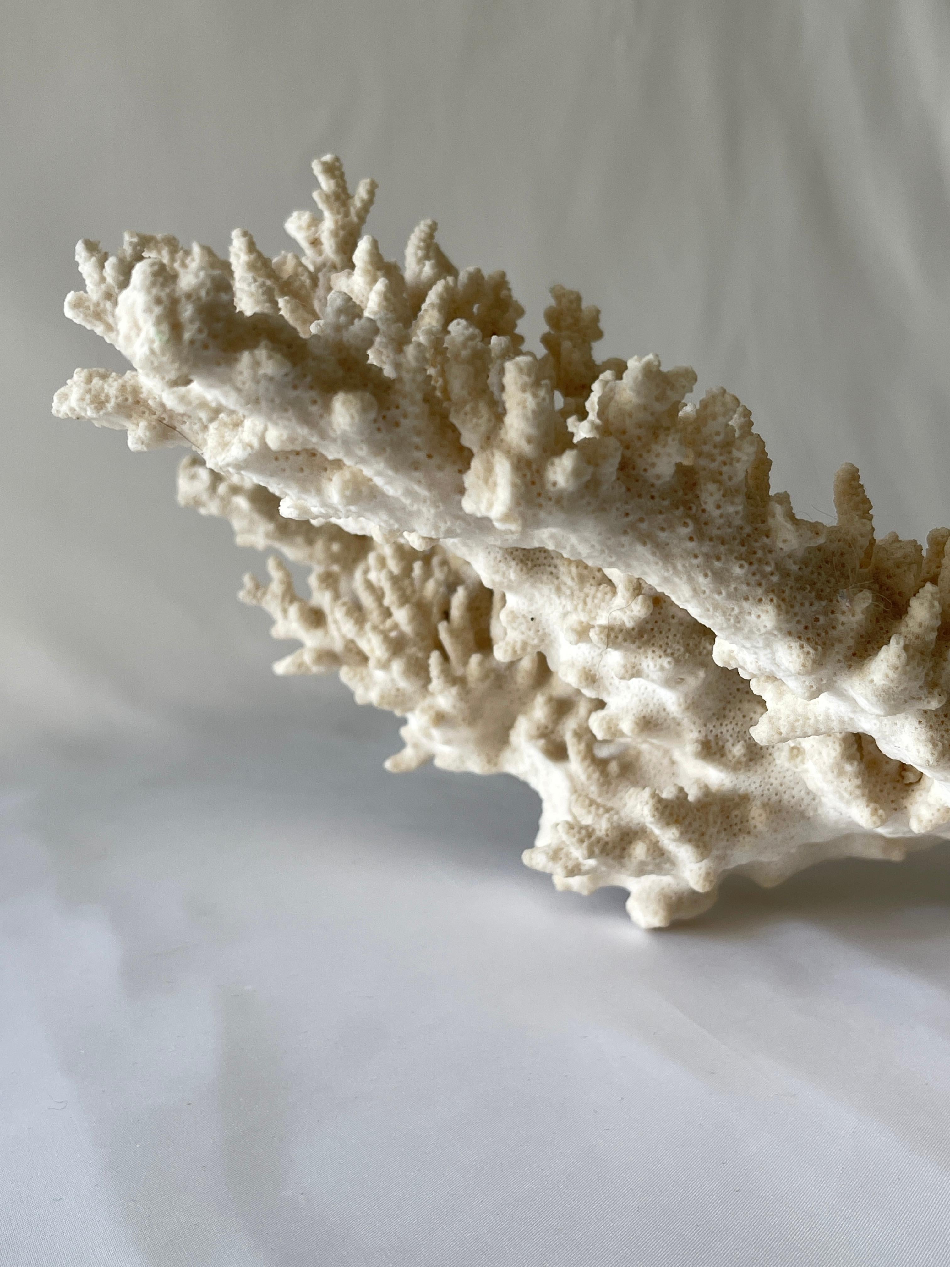 Large Natural Coral Branch Specimen Centrepiece In Good Condition In New York, NY