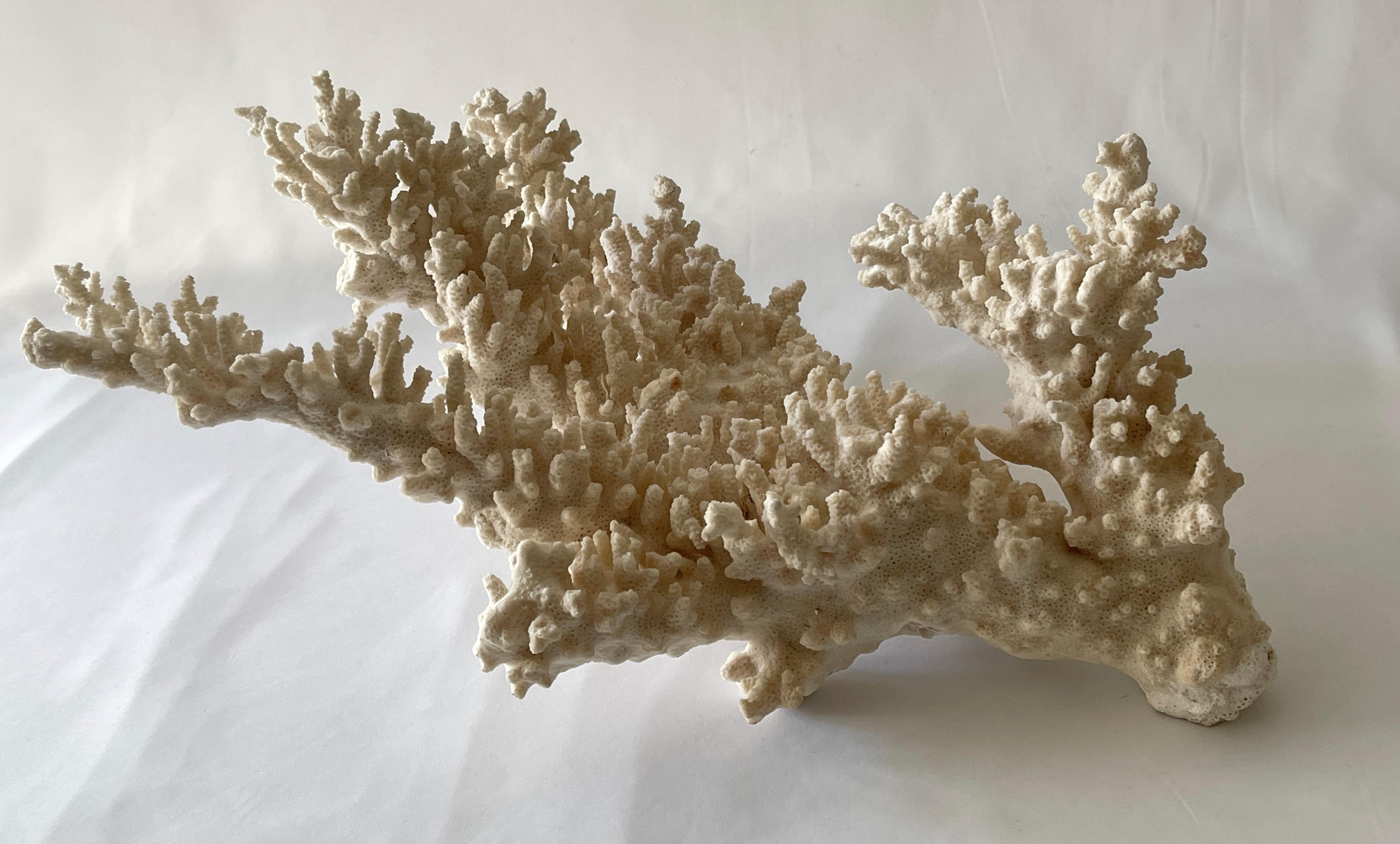 20th Century Large Natural Coral Branch Specimen Centrepiece For Sale