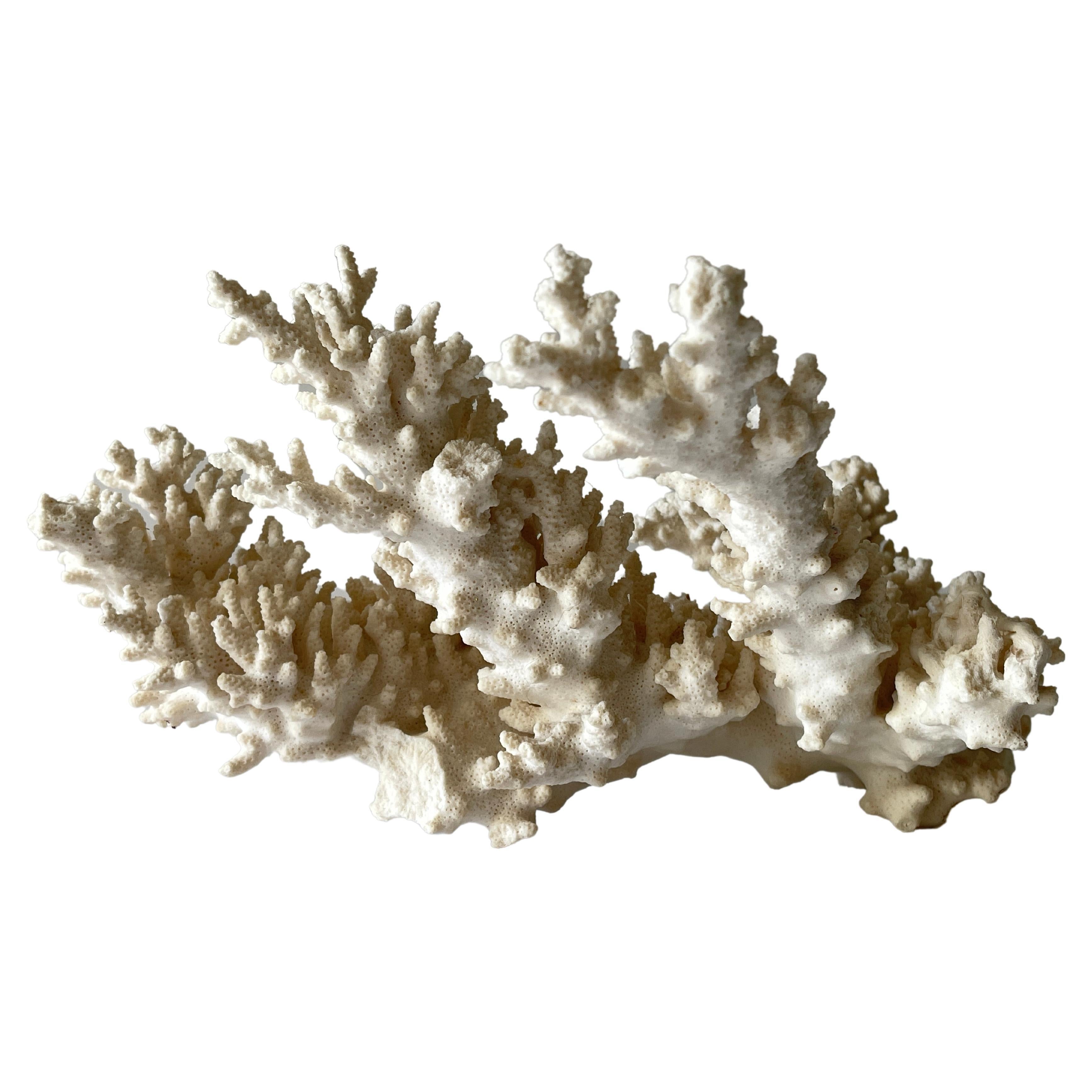 Großer natürlicher Korallenzweig Einzelstück Tafelaufsatz
