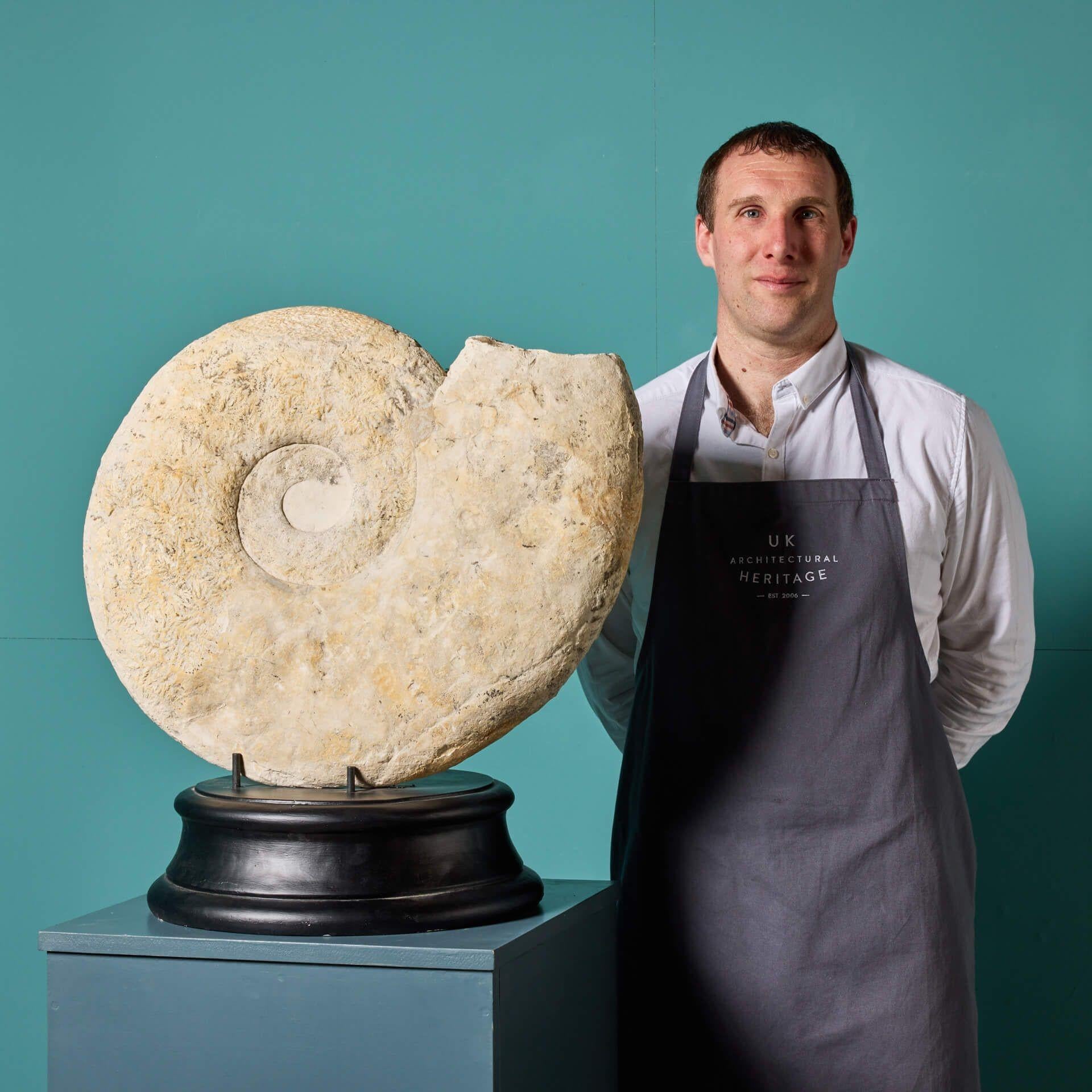 A large-scale natural fossilised ammonite specimen. Sourced from South Ferriby Quarry, Lincolnshire, this striking fossil is of impressive scale, prominent structure, and museum quality.

This monumental fossil's scientific name is lower chalk