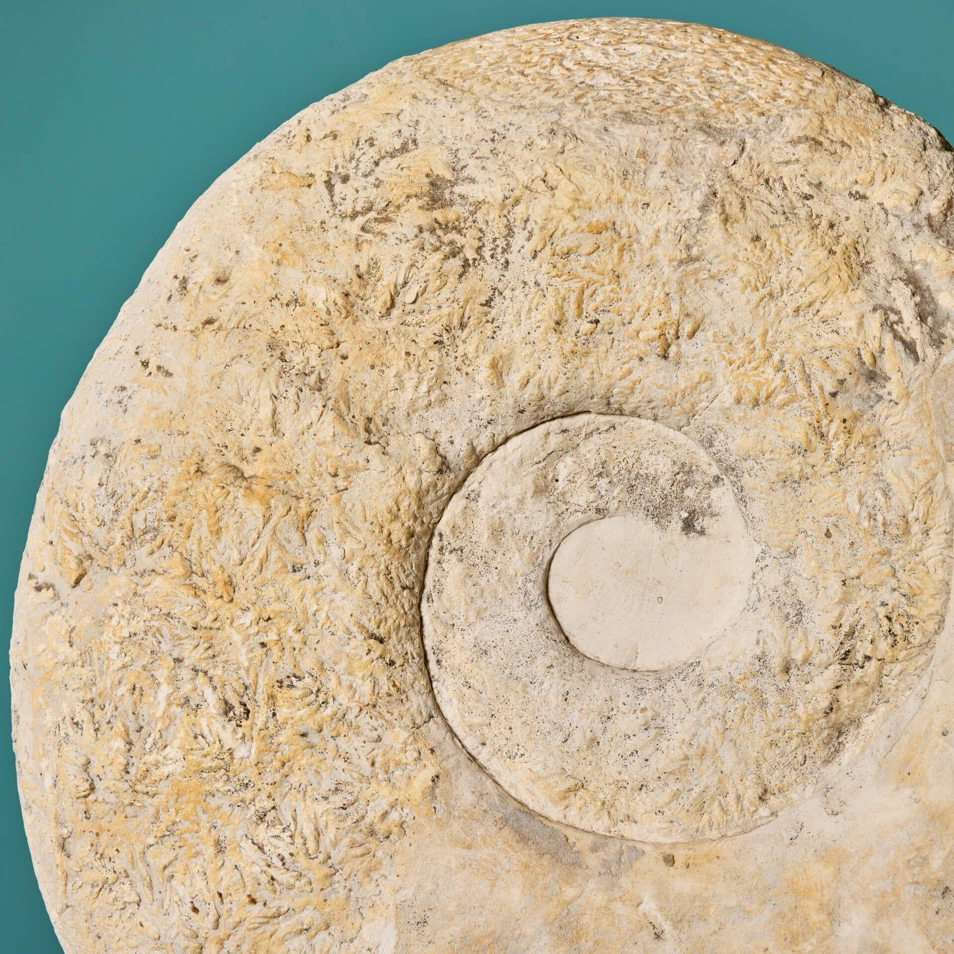 English Large Natural Fossilised Ammonite Specimen For Sale