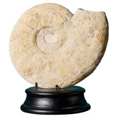 Large Natural Fossilised Ammonite Specimen