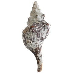 Large Natural Horse Conch Sea Shell