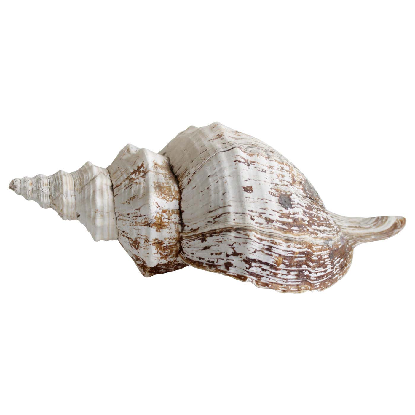 Large Natural Murex Shell at 1stDibs