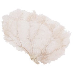 Large Natural Organic Cream Sea Fan