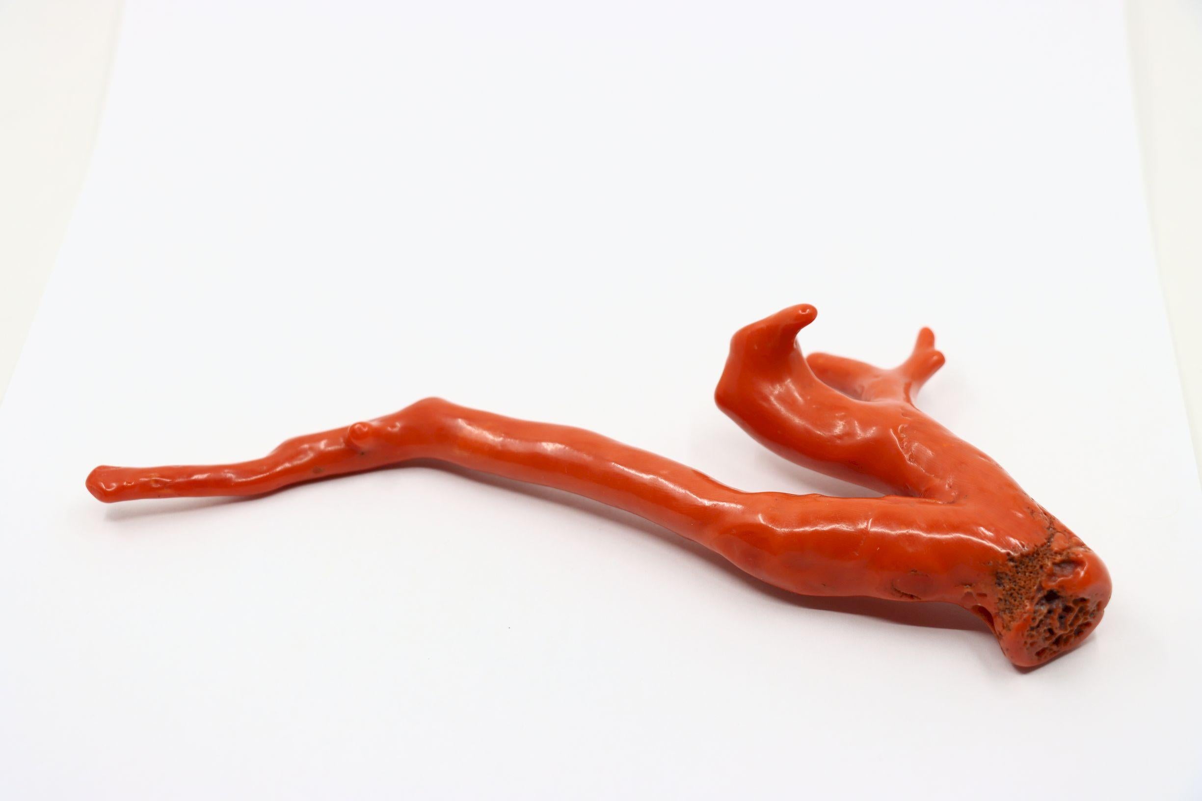 pCiondolo grande di corallo rosso Nature Branch

Dimensioni approssimative:
17,7 cm (lunghezza) 
6,7 cm (larghezza)
85,8 grammi di peso.