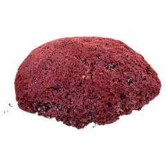 Large Natural Red Pipe Coral Specimen           #2