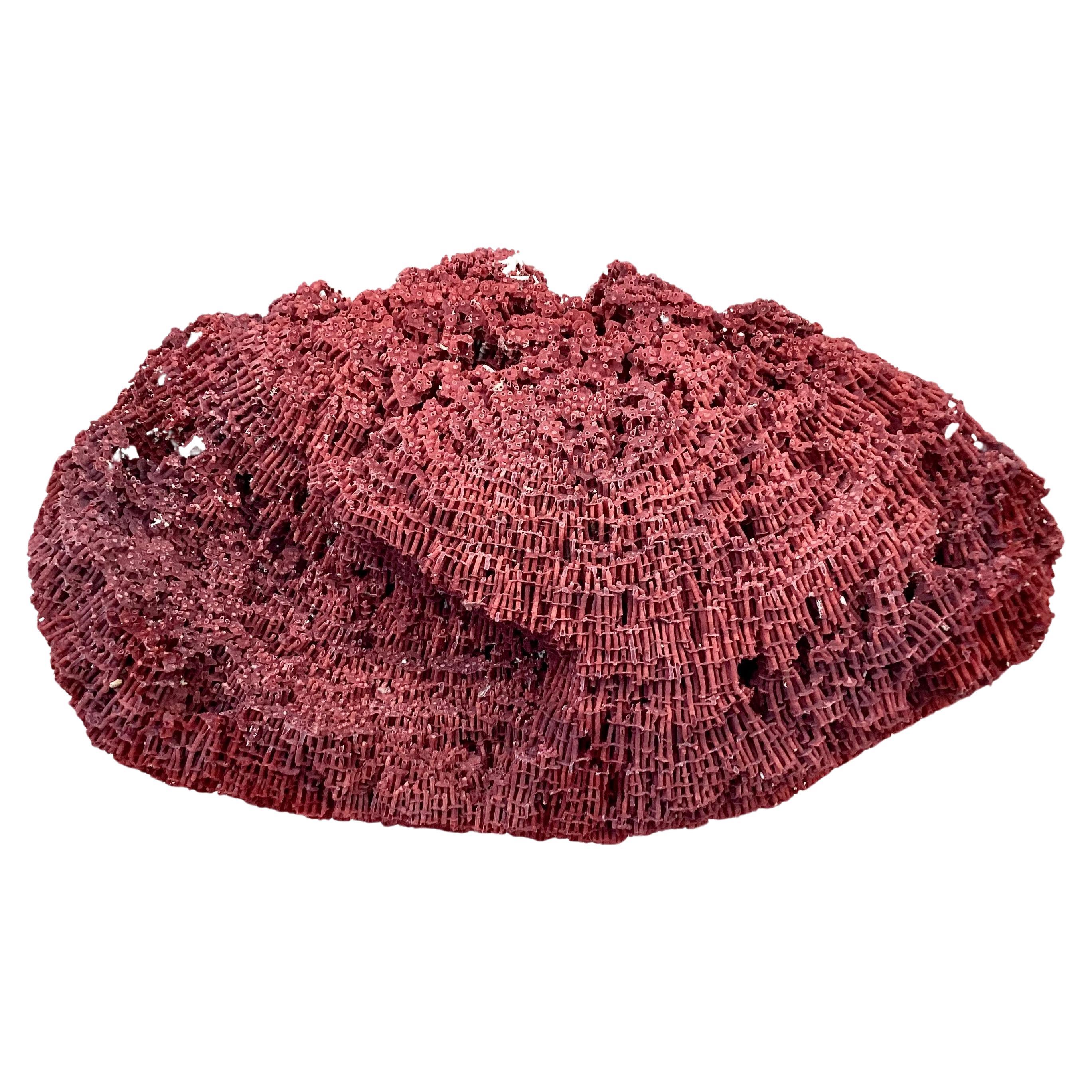 Organic Modern Large Natural Red Pipe Coral Specimen  For Sale
