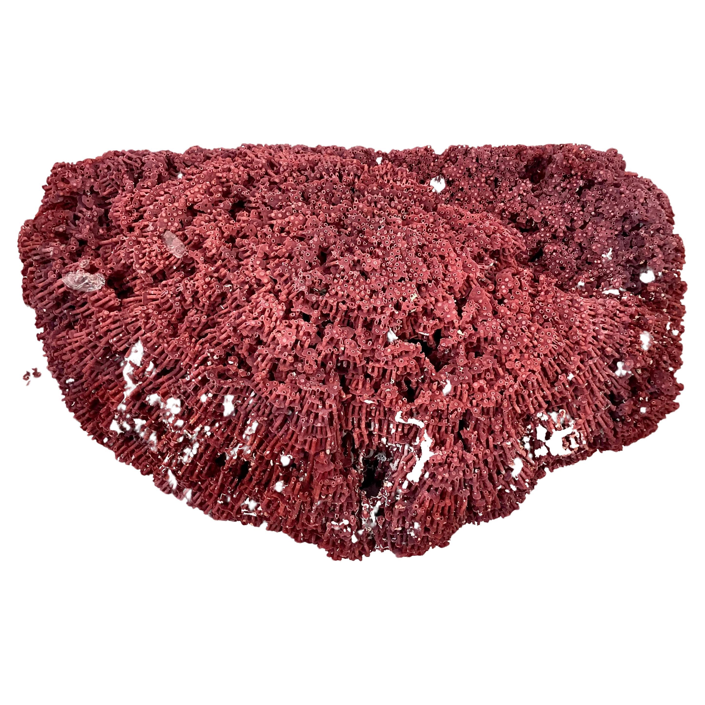Unknown Large Natural Red Pipe Coral Specimen  For Sale