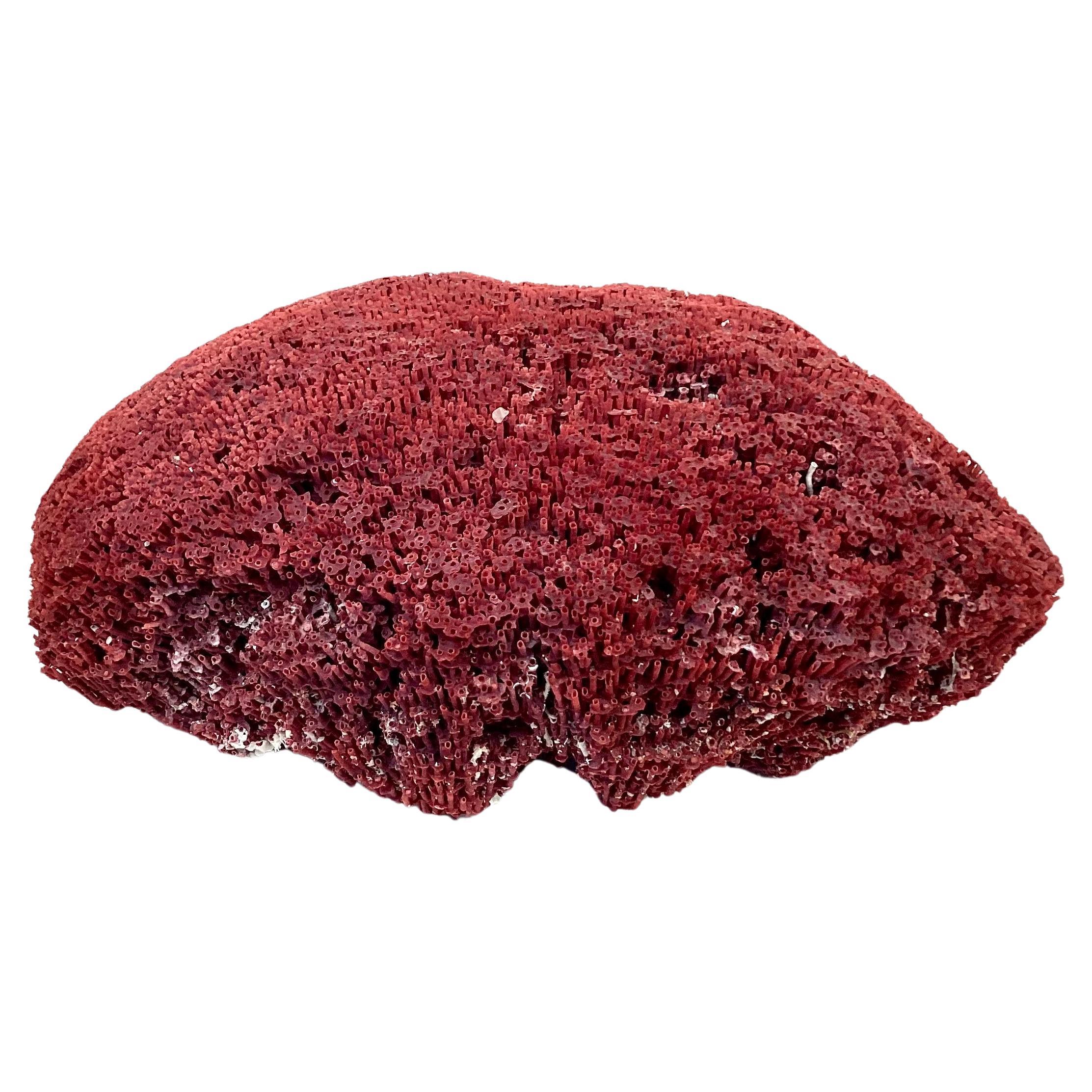 Large Natural Red Pipe Coral Specimen  In Good Condition For Sale In Bradenton, FL