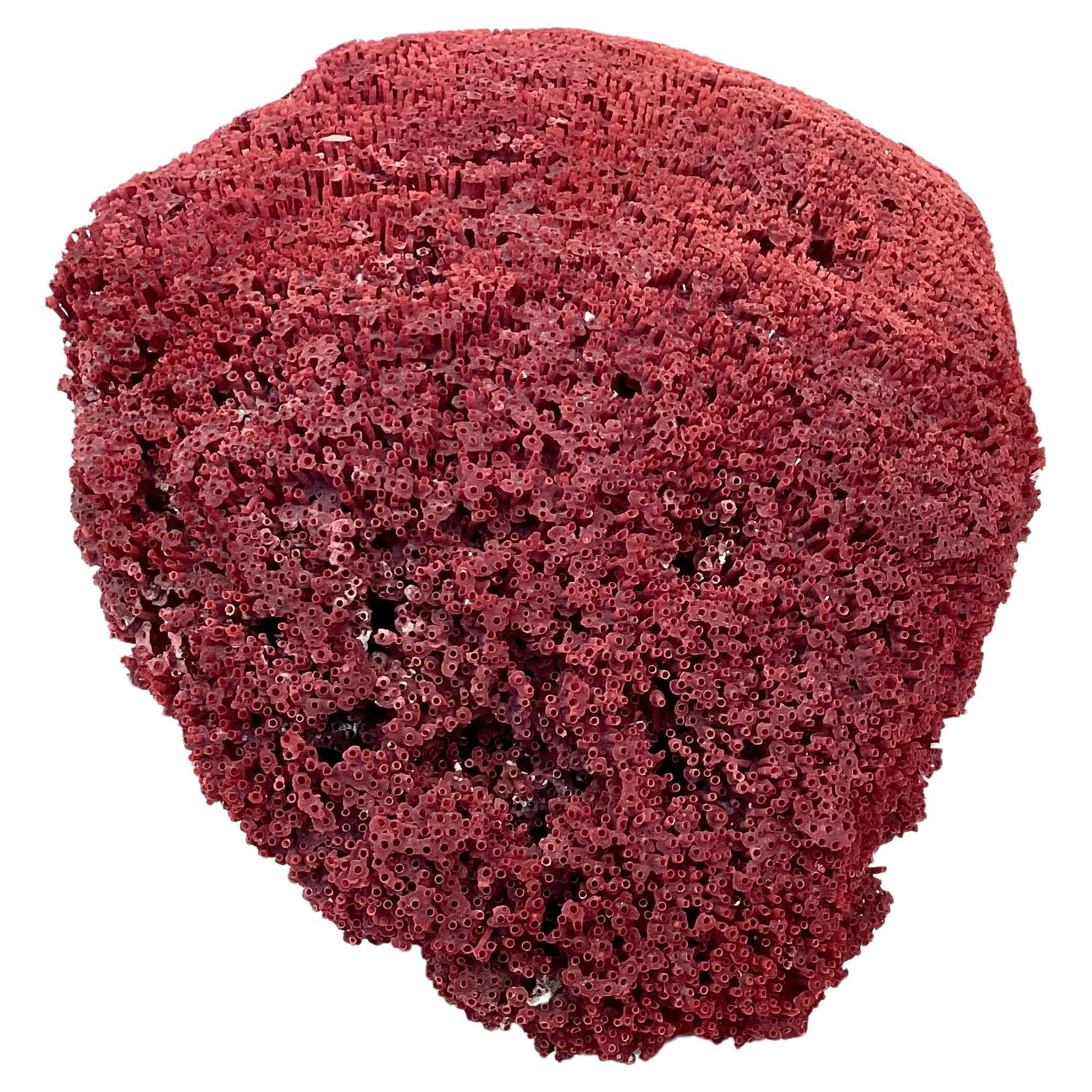 20th Century Large Natural Red Pipe Coral Specimen  For Sale