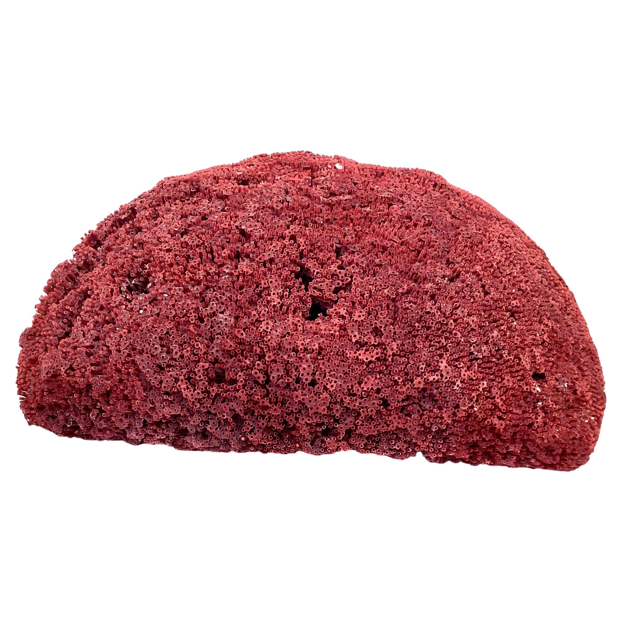 Large Natural Red Pipe Coral Specimen 