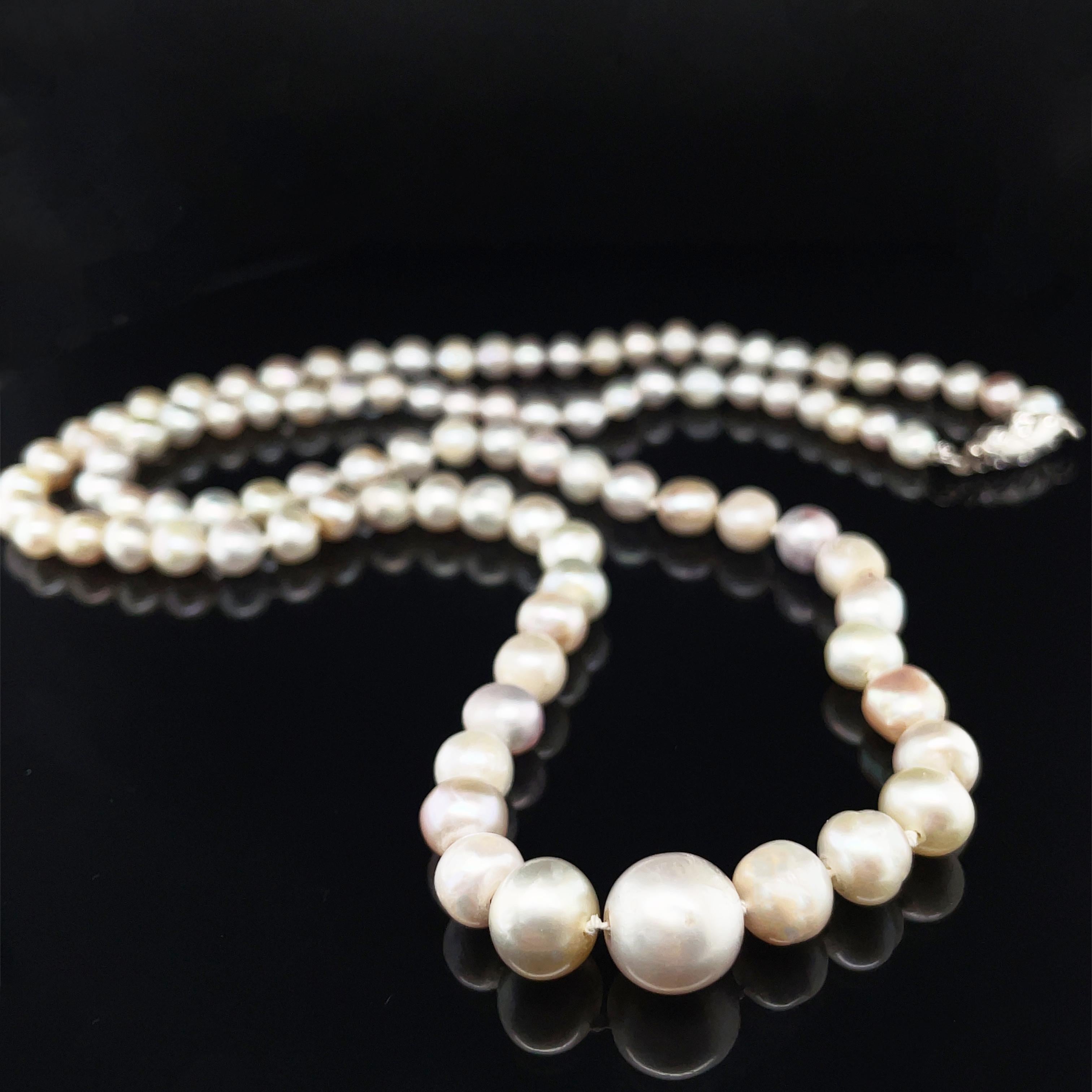 Large Natural Saltwater Pearl and Diamond Necklace

A beautiful large natural pearl (saltwater) and diamond necklace, consisting of ninety-five natural saltwater pearls ranging from 9.2 to 4mm. Mounted with a diamond clasp in 18k white gold.

The