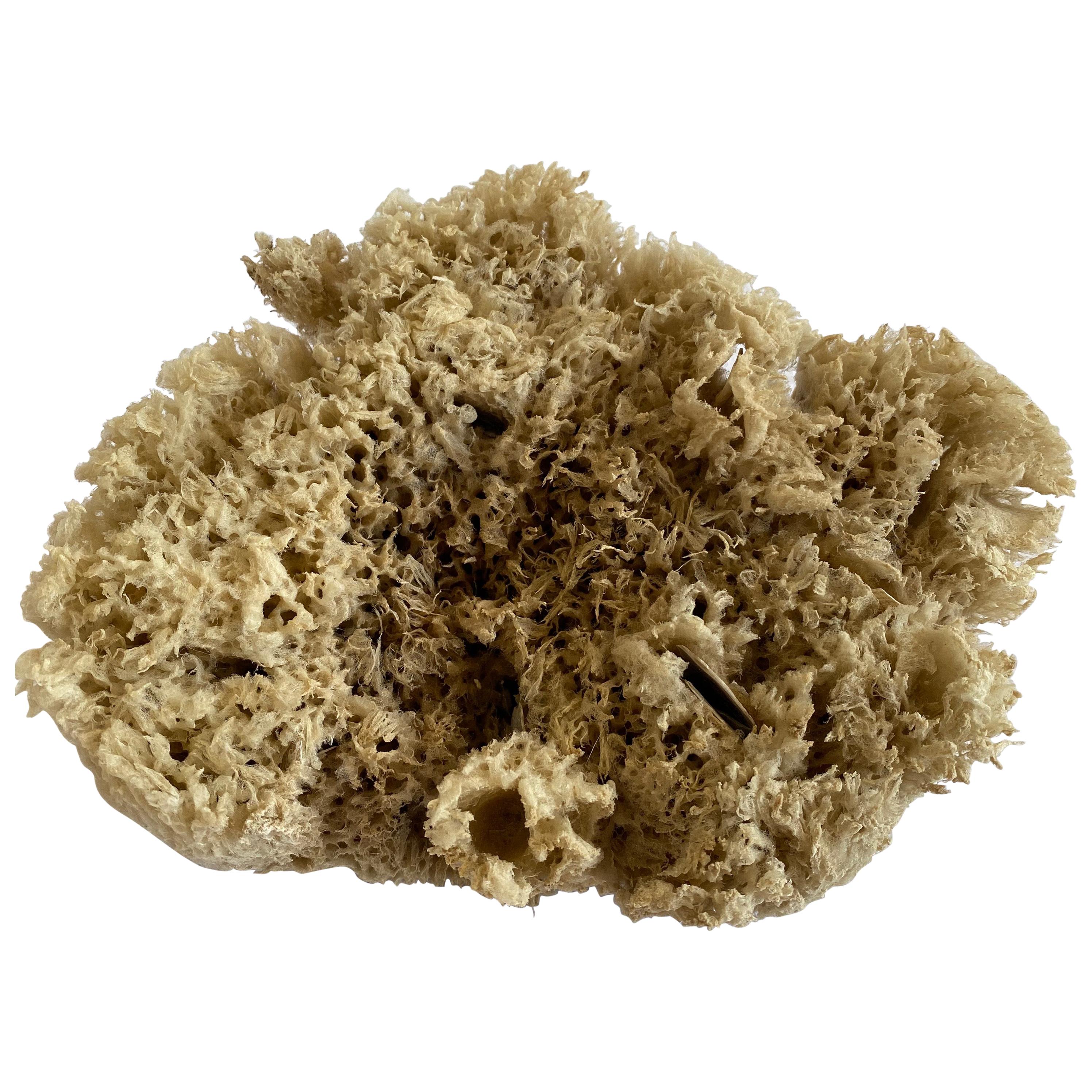 Large Natural Sea Sponge at 1stDibs