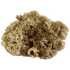 Large Natural Sea Sponge