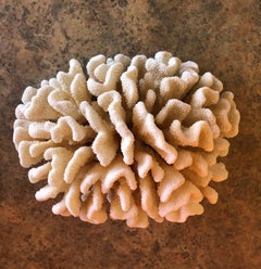 Large Natural Sea White Coral Specimen
