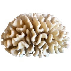 Große natürliche weiße Meereskoralle Exemplar