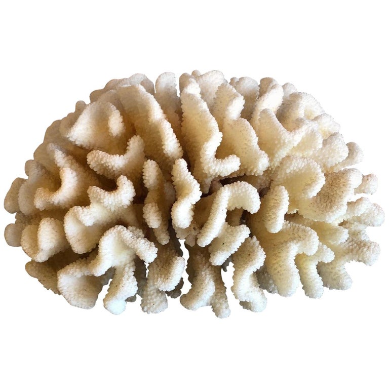 Large Natural Sea White Coral Specimen at 1stDibs