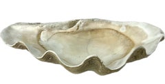 Large Natural South Pacific Clam Shell   #2