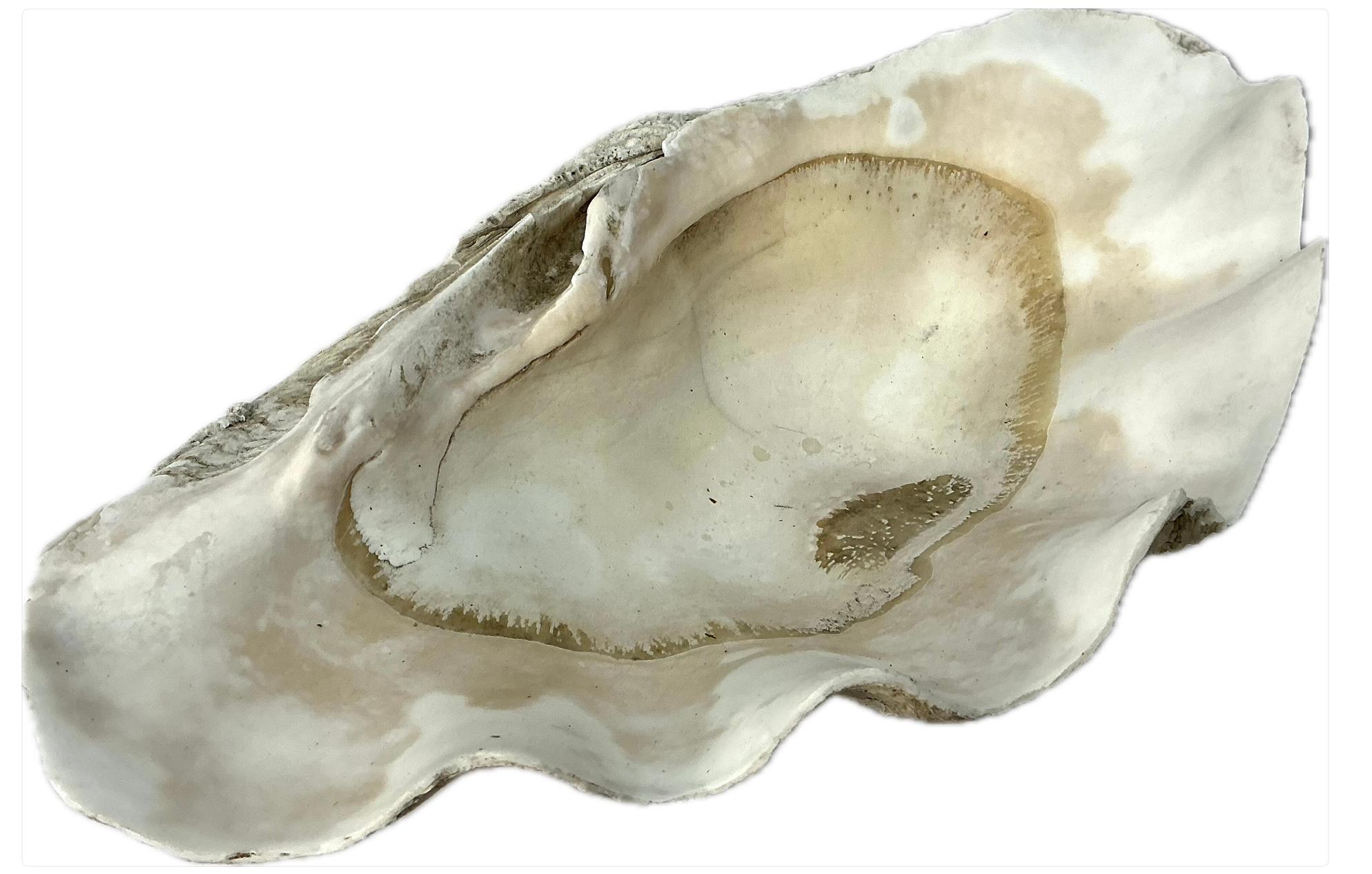 Organique Grande coquille de palourde naturelle du Pacifique Sud   #2 en vente