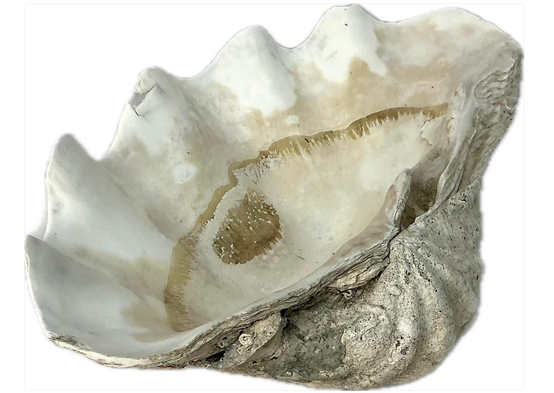 Sud-asiatique Grande coquille de palourde naturelle du Pacifique Sud   #2 en vente