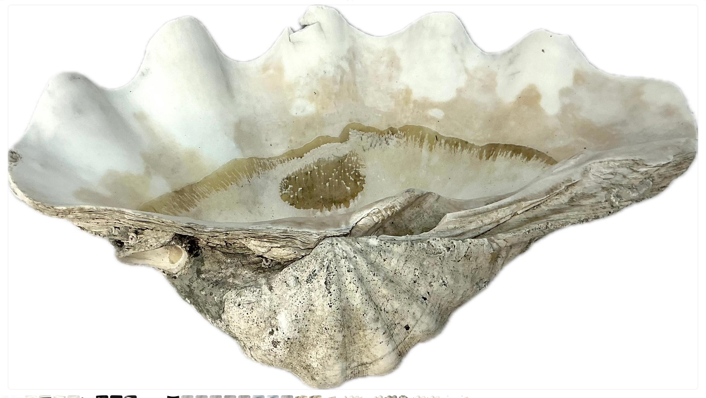 Grande coquille de palourde naturelle du Pacifique Sud   #2 Bon état - En vente à Bradenton, FL