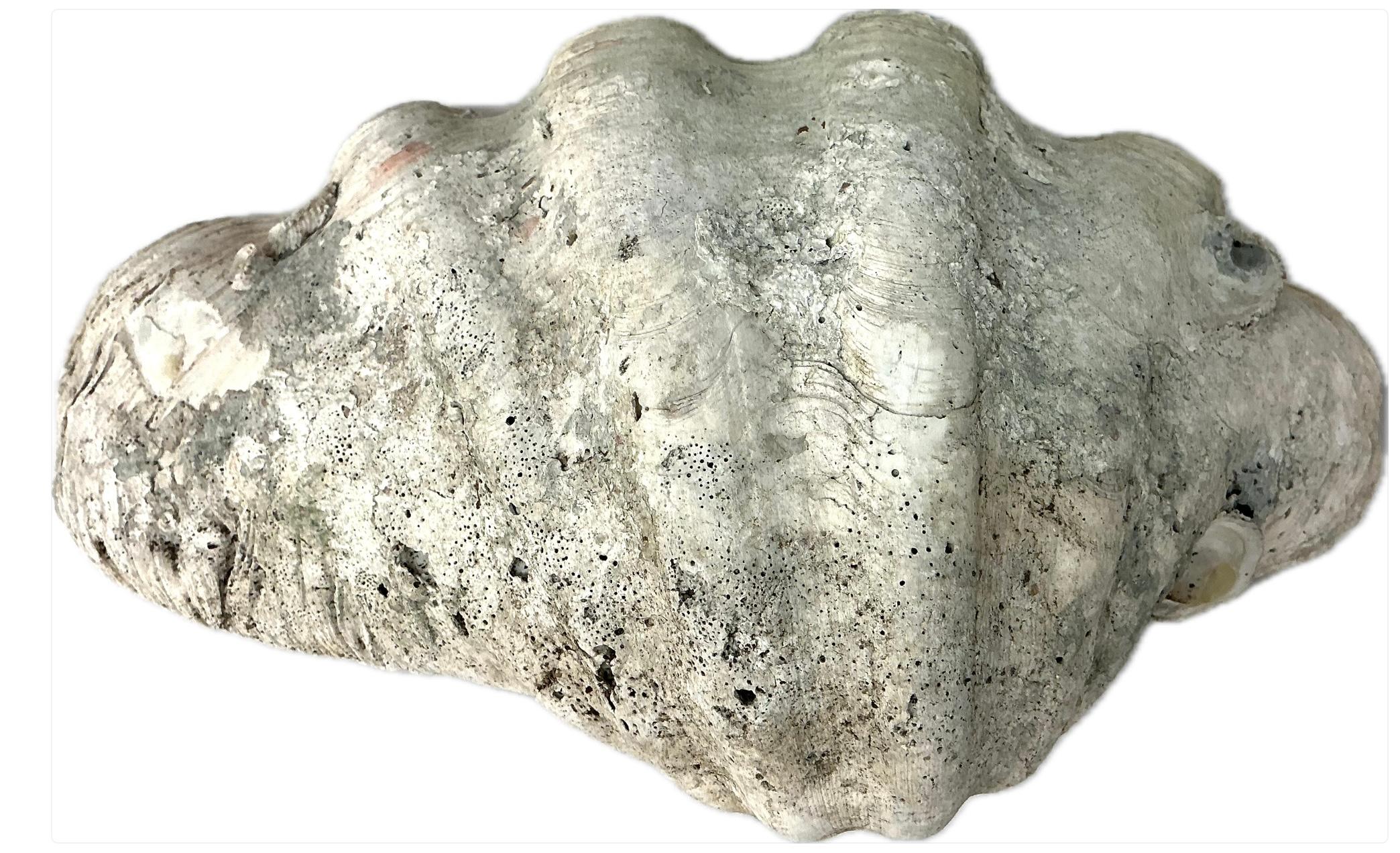 20ième siècle Grande coquille de palourde naturelle du Pacifique Sud   #2 en vente