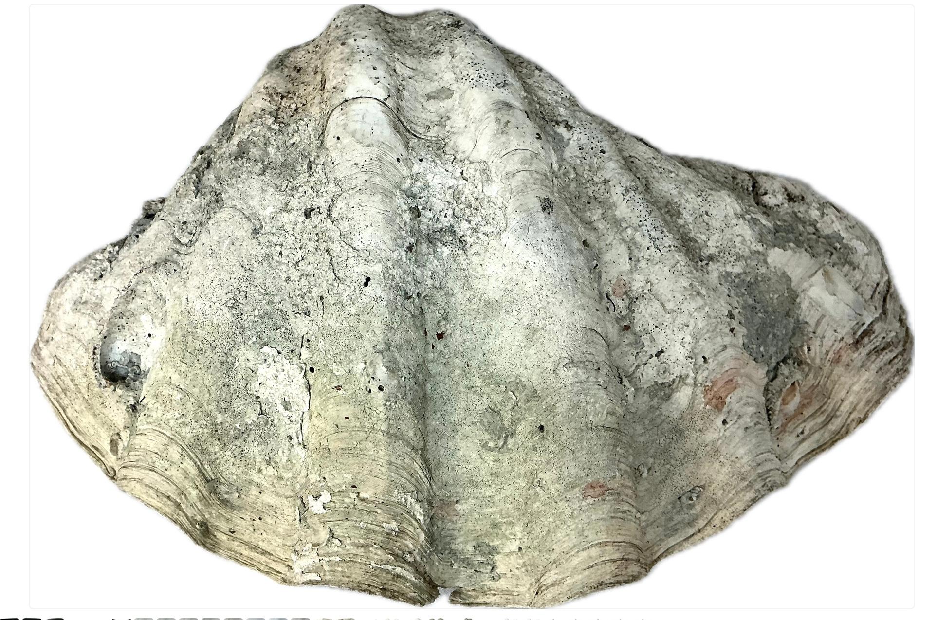 Coquillage Grande coquille de palourde naturelle du Pacifique Sud   #2 en vente