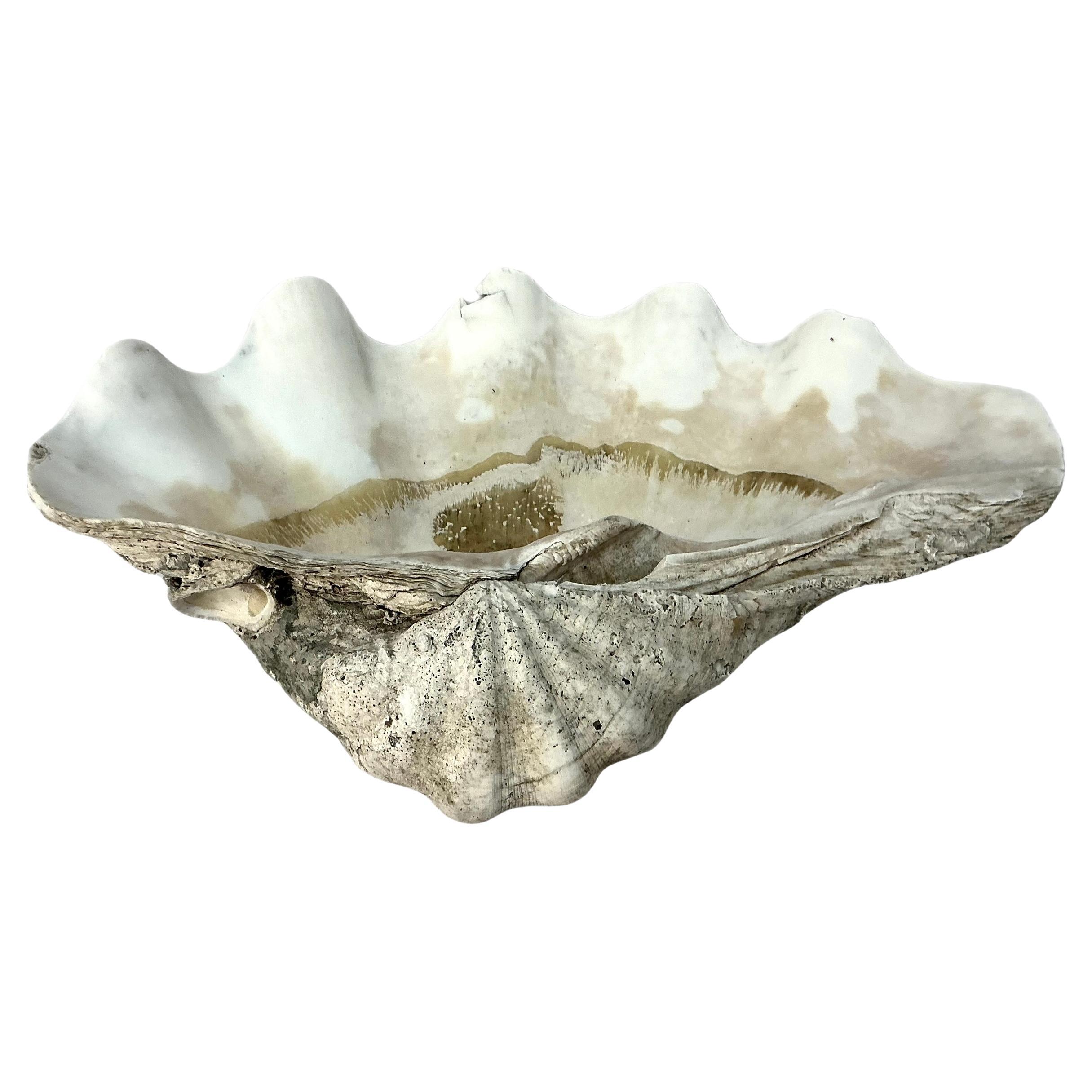 Grande coquille de palourde naturelle du Pacifique Sud   #2 en vente