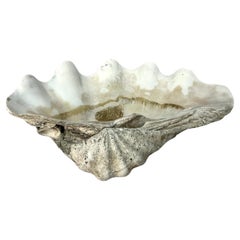 Collectibles and Curiosities