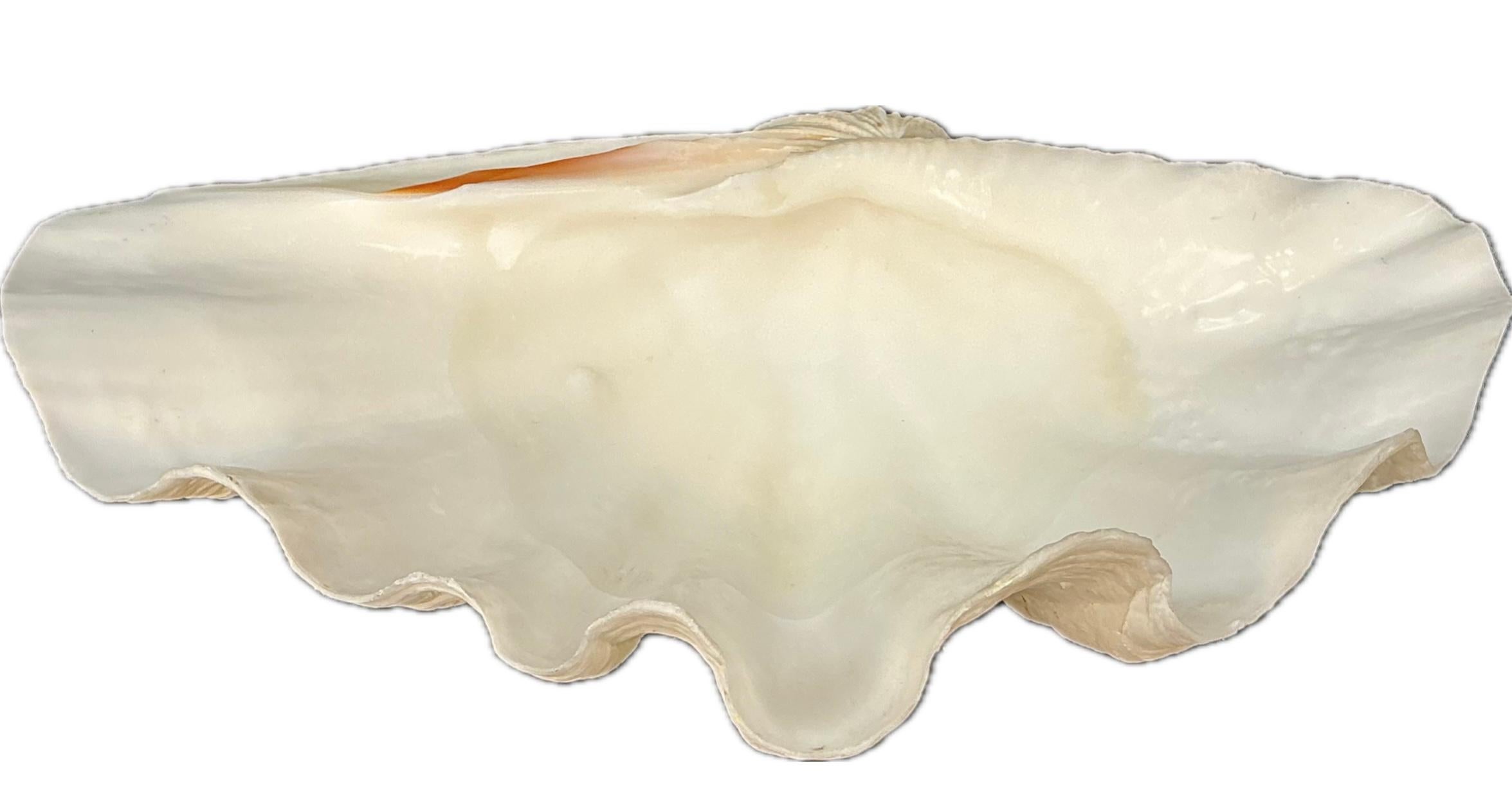 Si tratta di un grande esemplare di conchiglia naturale di 18 pollici, proveniente dai mari del Pacifico meridionale, che presenta bordi profondamente smerlati, dettagli eccezionali e una superficie luminosa e calcificata.

Essendo la più grande