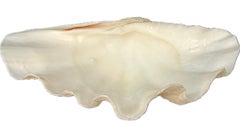 Large Natural South Pacific Clam Shell   #4