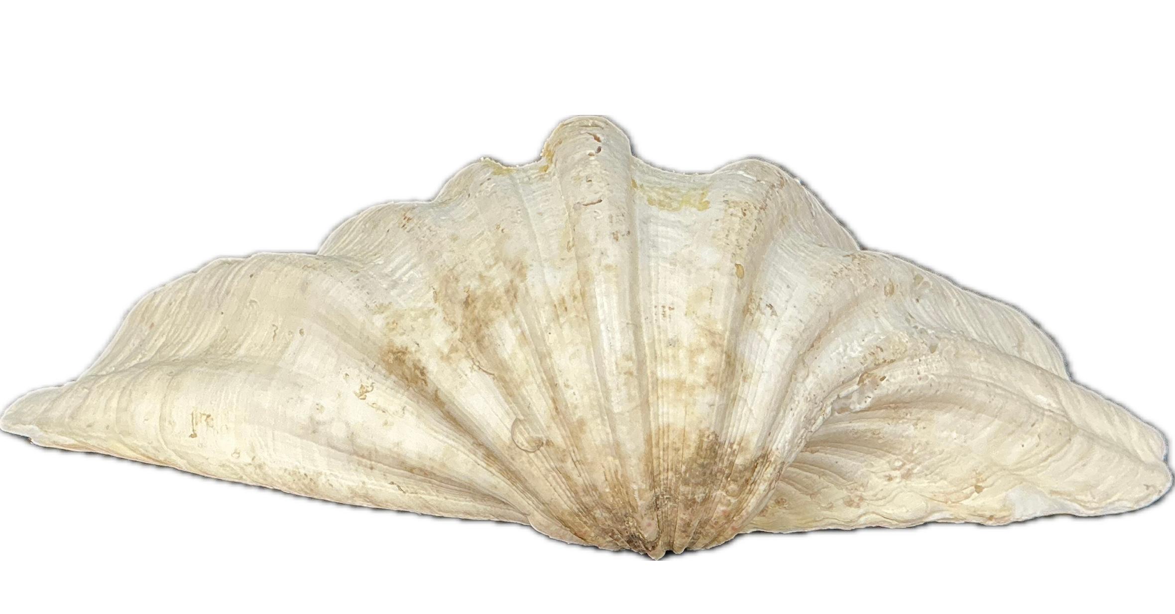 Sud-est asiatico Conchiglia grande Nature del Pacifico meridionale   #4 in vendita