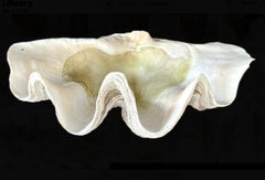Large Natural South Pacific Clam Shell #5