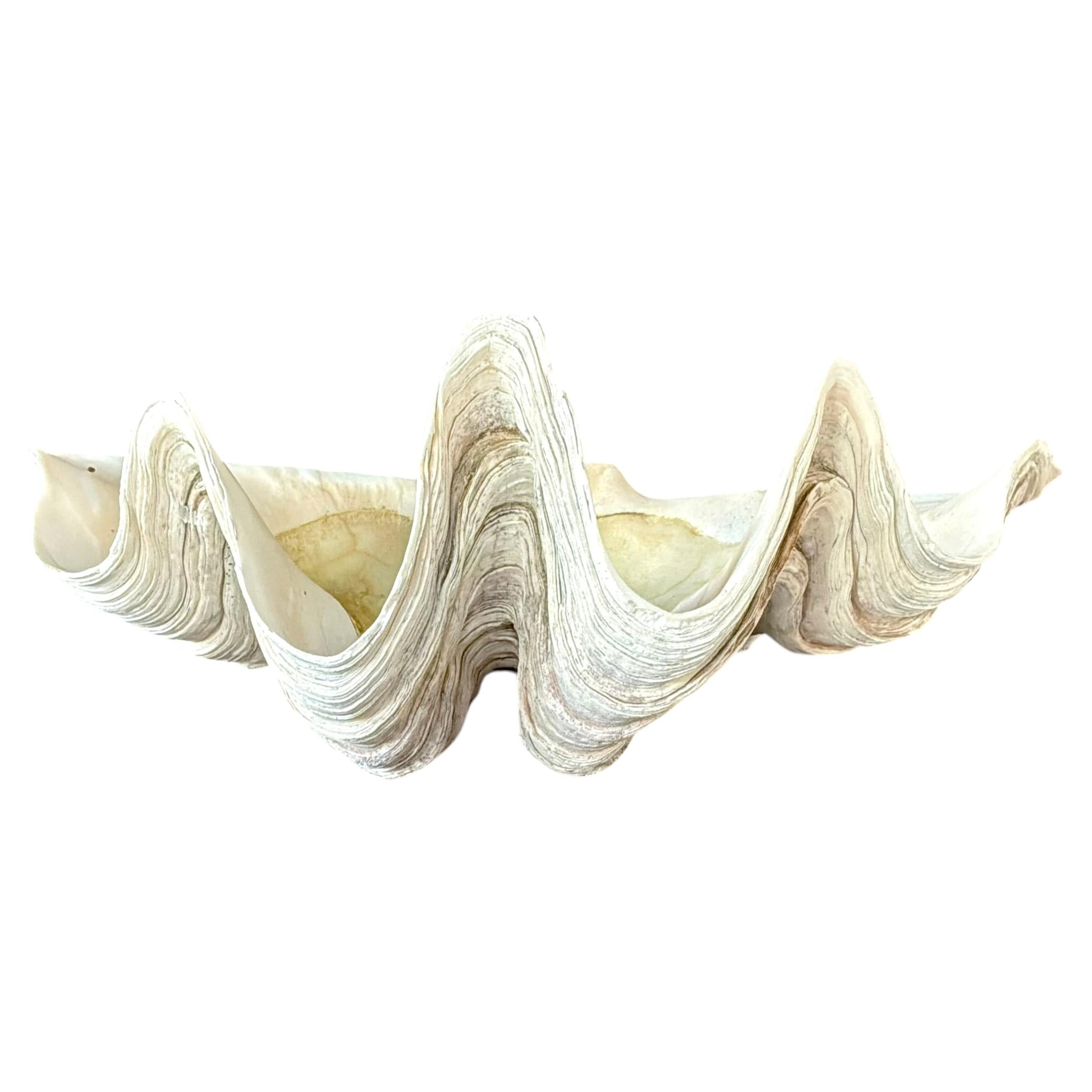 Large Natural South Pacific Clam Shell #5