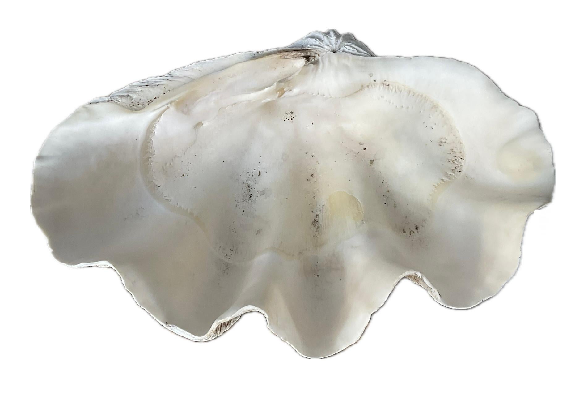 Il s'agit d'un grand spécimen de 24 pouces de splendide coquille de palourde géante naturelle provenant des mers du Pacifique Sud, qui présente des bords profondément festonnés, des détails exceptionnels et une surface calcifiée lumineuse.

Plus