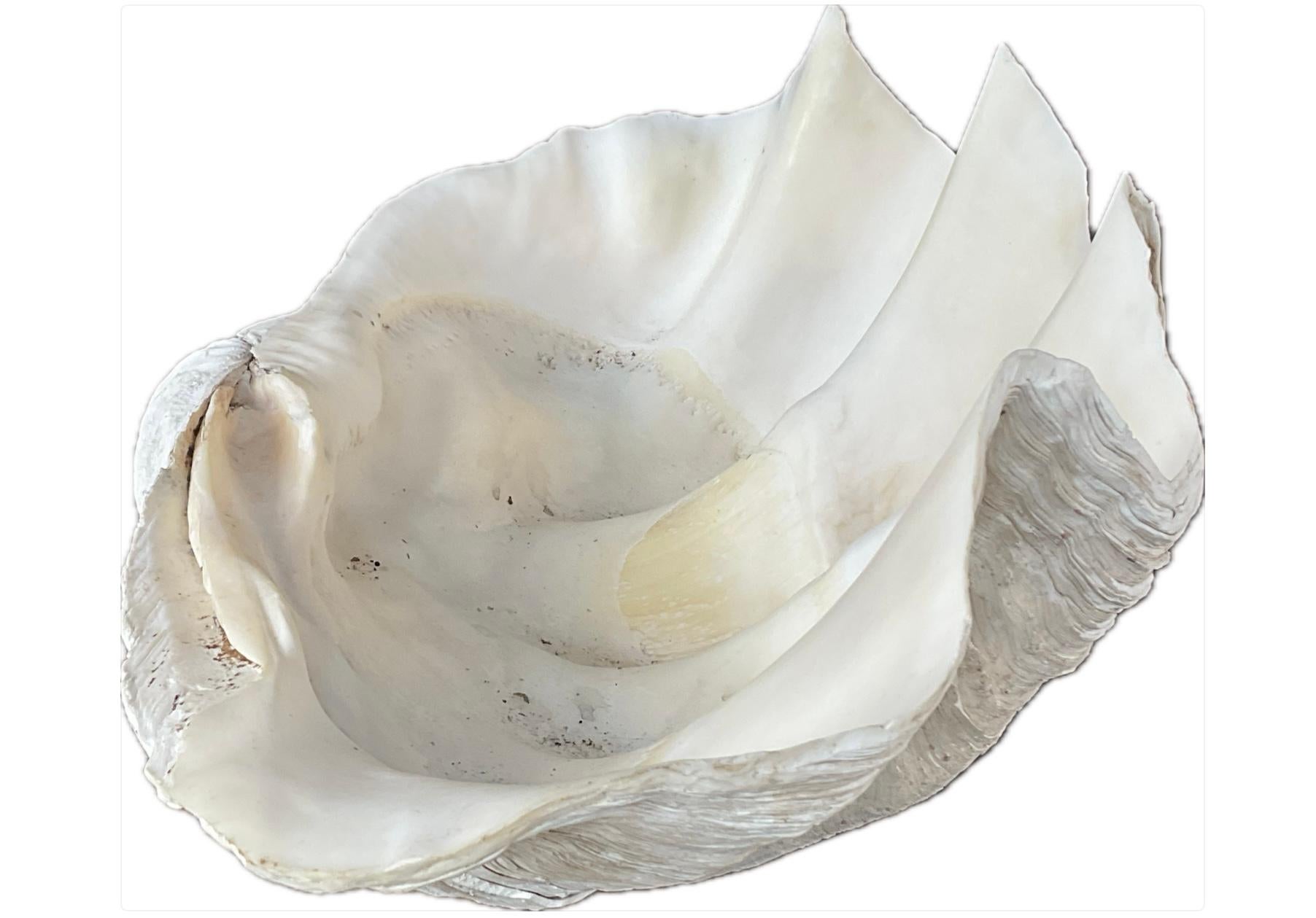 Organique Grande coquille naturelle de palourde géante du Pacifique Sud en vente