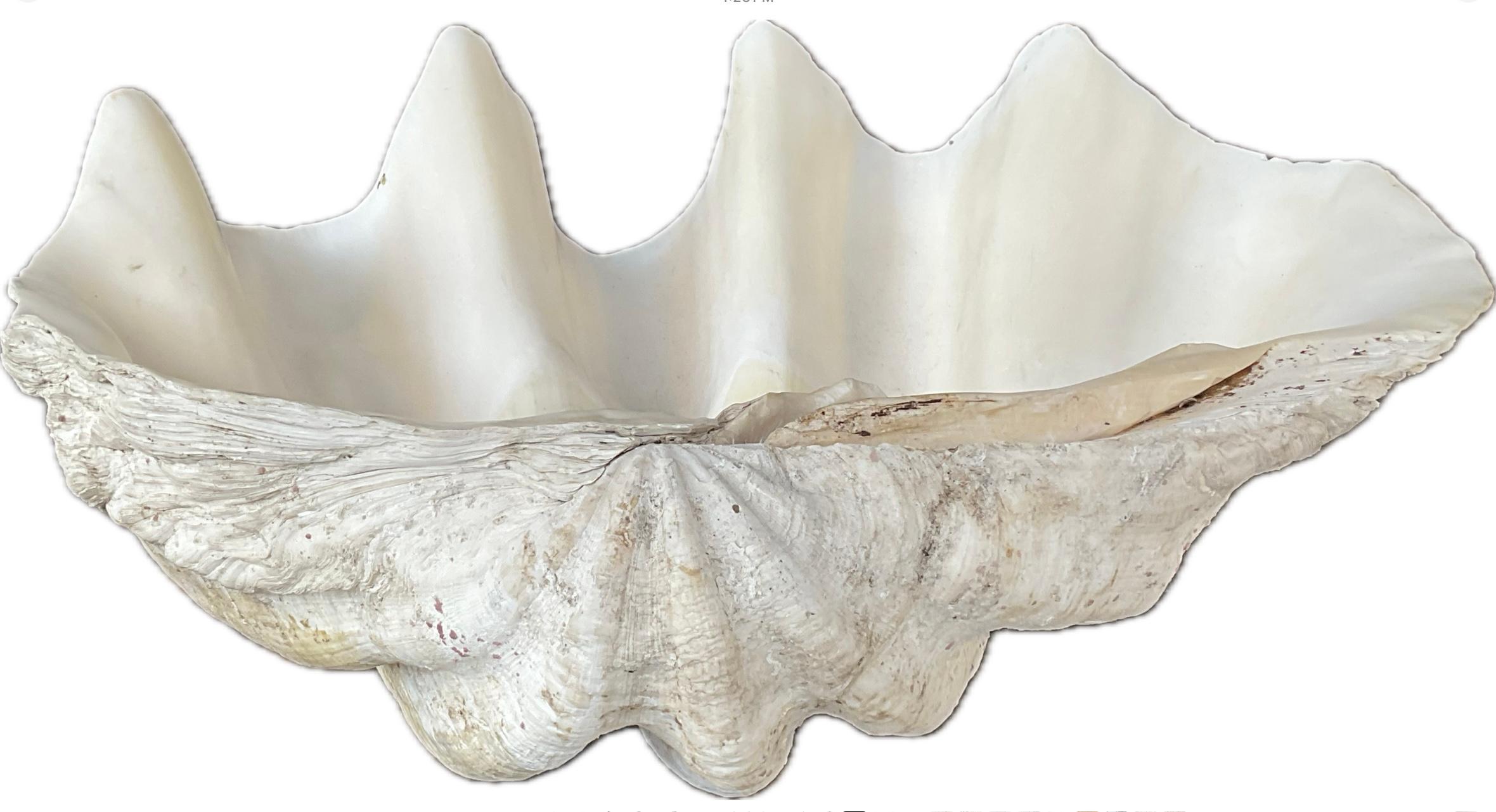 Sud-asiatique Grande coquille naturelle de palourde géante du Pacifique Sud en vente