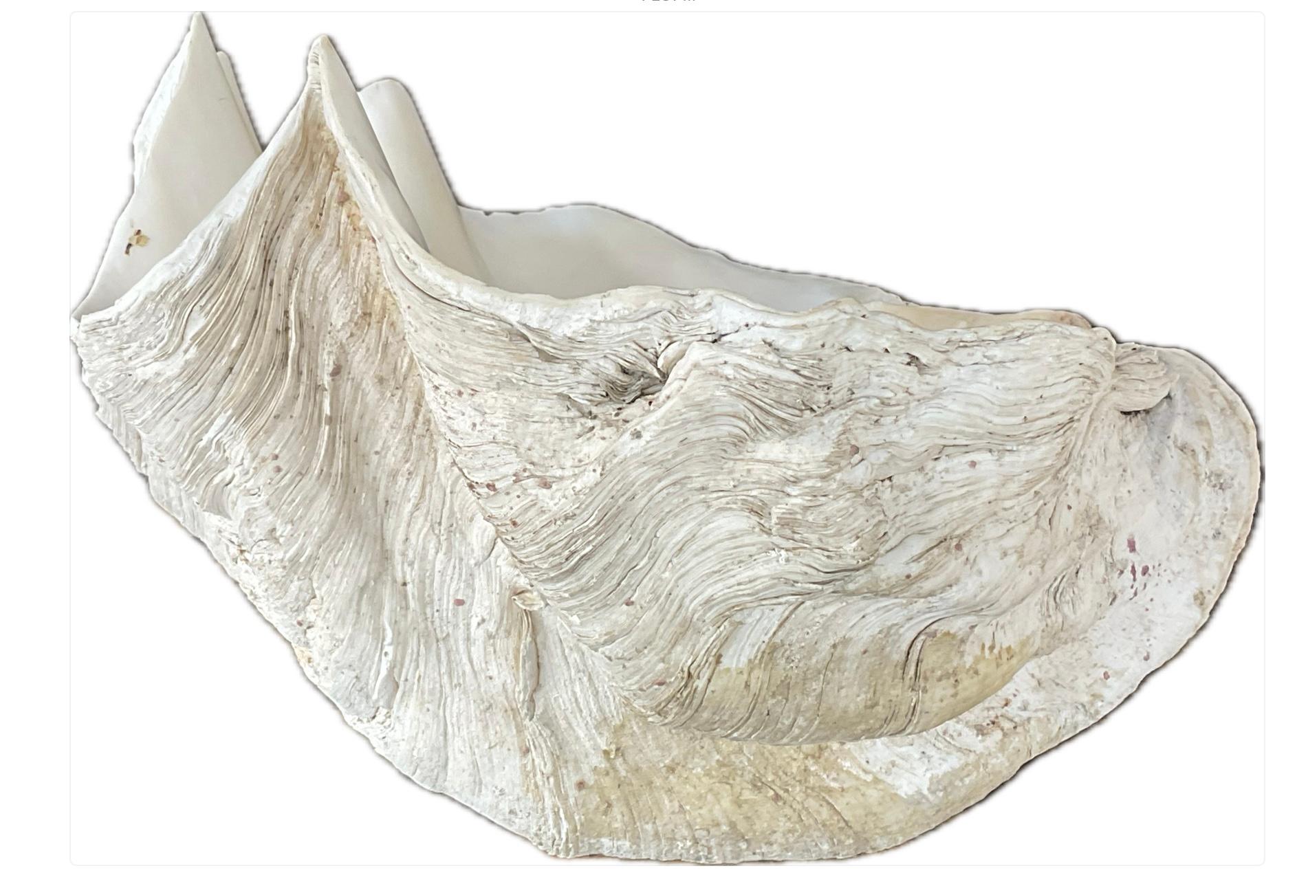 Grande coquille naturelle de palourde géante du Pacifique Sud Bon état - En vente à Bradenton, FL