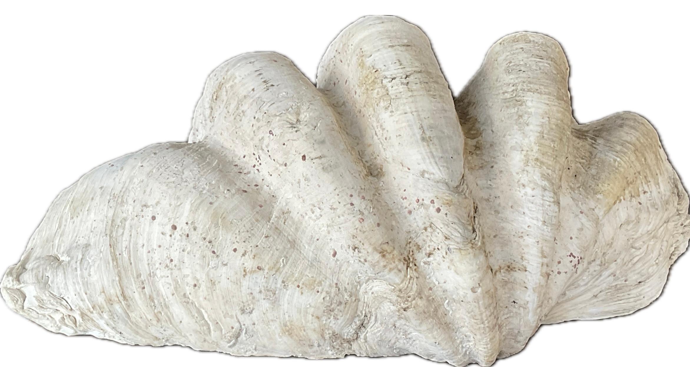 20ième siècle Grande coquille naturelle de palourde géante du Pacifique Sud en vente